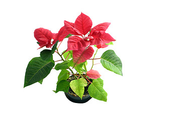 Image showing poinsettia