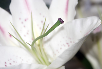 Image showing weeping lily