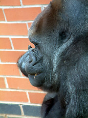 Image showing gorilla