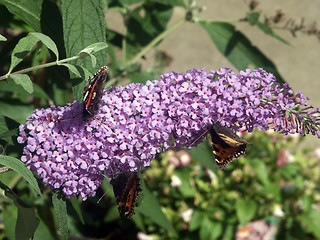 Image showing butterfly