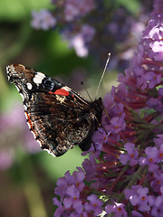 Image showing butterfly