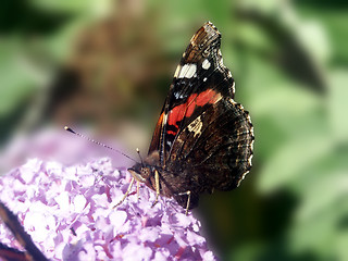 Image showing butterfly