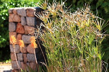 Image showing Ornamental papyrus grass