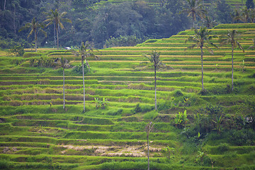 Image showing Rice Terrace