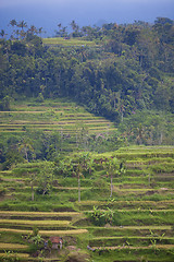 Image showing Rice Terrace