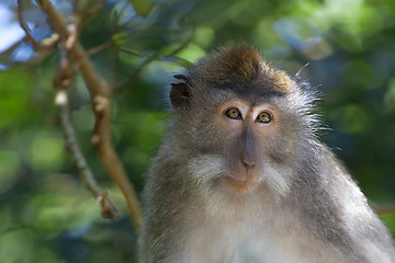 Image showing Long-tailed Macaque Monkey