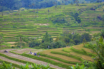 Image showing Rice Terrace