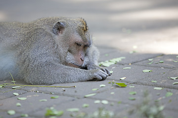 Image showing Long-tailed Macaque Monkey