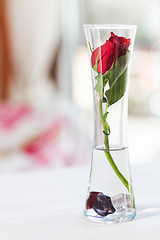 Image showing red rose in a vase