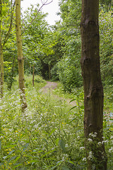 Image showing woodland path