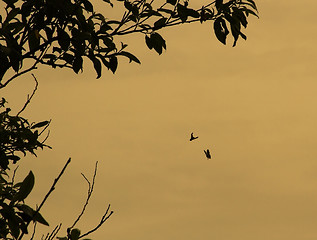 Image showing butterfly silhouette