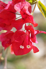 Image showing Red Bougainvillea