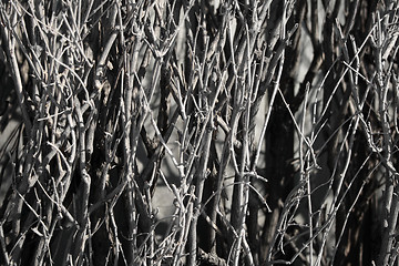 Image showing Naked branches of a bush