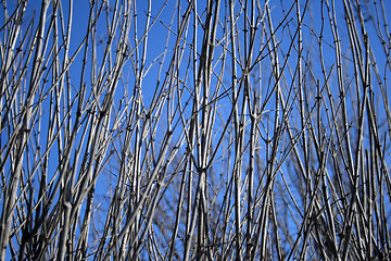 Image showing Dense tree branches against the blue sky