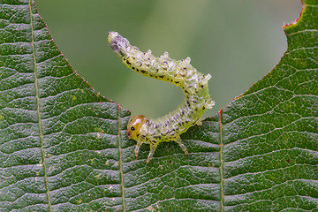 Image showing Small caterpillar eating a green leaf