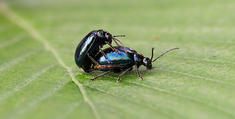 Image showing Pair of black beetles, mating behavior