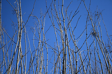 Image showing Tree branches reaching for the blue sky