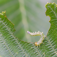 Image showing Small caterpillar eating a green leaf