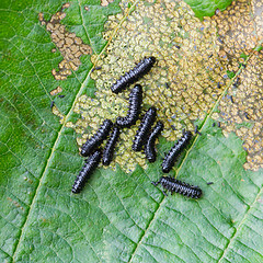 Image showing Group of small black caterpillars