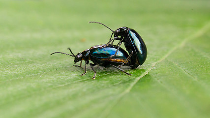 Image showing Pair of black beetles, mating behavior