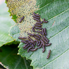 Image showing Group of small black caterpillars