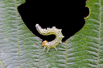 Image showing Small caterpillar eating a green leaf