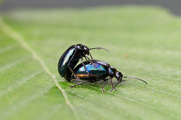 Image showing Pair of black beetles, mating behavior