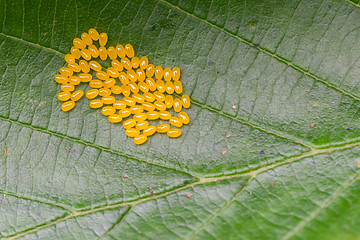 Image showing Aporia crataegi Eggs on Green Leaf Close-up