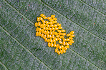 Image showing Aporia crataegi Eggs on Green Leaf Close-up