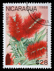 Image showing Stamp printed in Nicaragua shows Callistemon speciosus