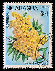 Image showing Stamp printed in Nicaragua shows Acacia baileyana