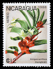 Image showing Stamp printed in Nicaragua shows Anigozanthos manglesii