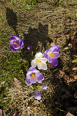 Image showing evening shadows crocus saffron spring flower bloom 