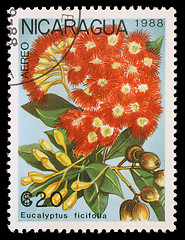 Image showing Stamp printed in Nicaragua shows Eucalyptus ficifolia