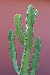 Image showing Euphorbia Cactus