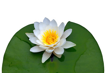 Image showing Victoria amazonica, water lilie