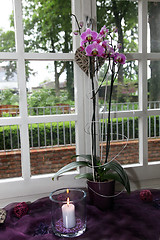 Image showing Beautiful purple Phalaenopsis orchid