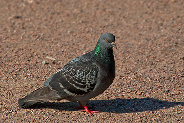 Image showing Dove on the walkway.