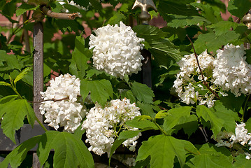 Image showing The buds of white flowers on a green.