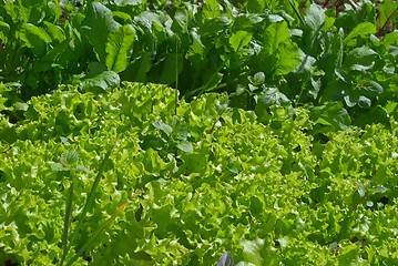 Image showing Green salad on a bed.