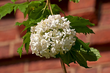 Image showing White flowers on a branch.