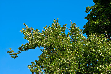 Image showing Trees against the sky.