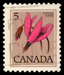 Image showing Stamp printed in Canada shows Flower: Shooting star