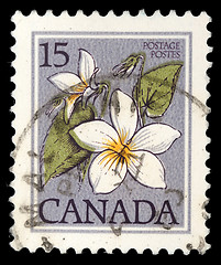 Image showing Stamp printed in Canada shows Flower: Canada violet