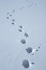 Image showing Footprints in the snow