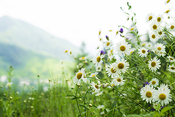 Image showing field of daisies in the mountains