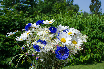 Image showing Closeup of summer flowers