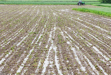 Image showing Agriculture disaster