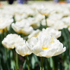 Image showing Casablanca tulip