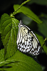 Image showing Butterfly